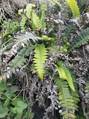 Blechnum durum