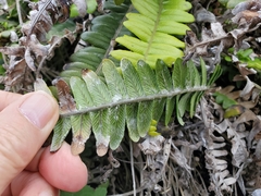 Blechnum durum