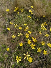 Ranunculus multiscapus