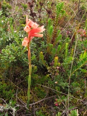 Stenorrhynchos vaginatum