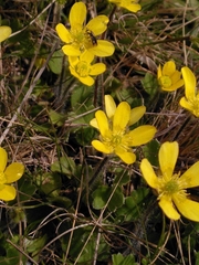 Ranunculus multiscapus