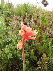 Stenorrhynchos vaginatum