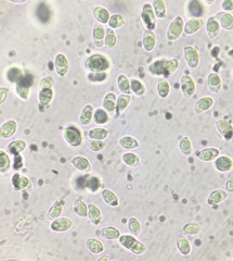 Clitocybe inflatipes