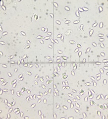 Clitocybe inflatipes