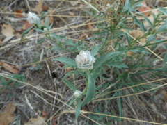 Centaurea deusta