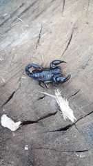 Teuthraustes oculatus