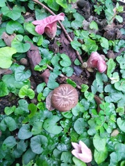 Couroupita guianensis