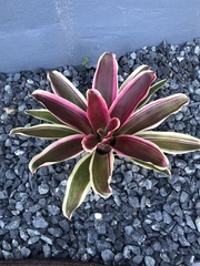 Neoregelia