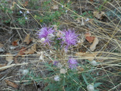 Centaurea deusta