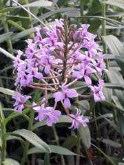 Epidendreae
