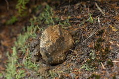 Pisolithus thermaeus