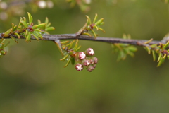 Kunzea tenuicaulis