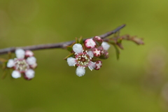 Kunzea tenuicaulis