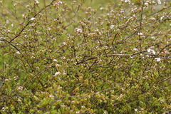 Kunzea tenuicaulis