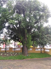 Spathodea campanulata