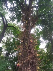 Couroupita guianensis