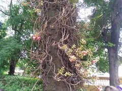 Couroupita guianensis