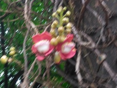Couroupita guianensis