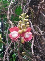 Couroupita guianensis