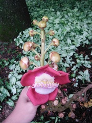 Couroupita guianensis