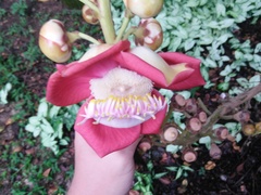 Couroupita guianensis
