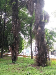 Arenga pinnata