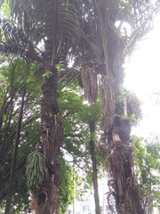 Arenga pinnata