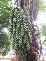 Arenga pinnata