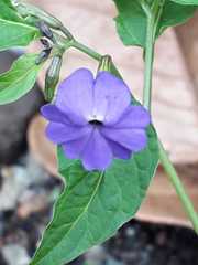 Solanaceae