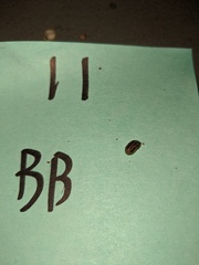 Armadillidium nasatum