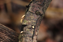 Hymenoscyphus calyculus