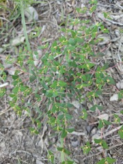 Euphorbia villifera