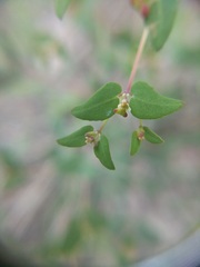 Euphorbia villifera