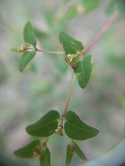 Euphorbia villifera