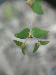 Euphorbia villifera