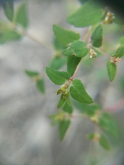 Euphorbia villifera