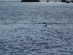 Lophodytes cucullatus