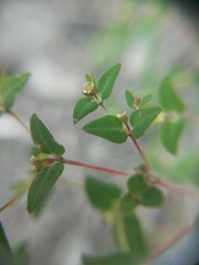 Euphorbia villifera