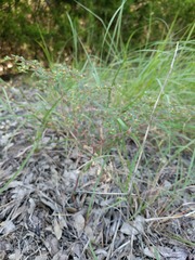 Euphorbia villifera