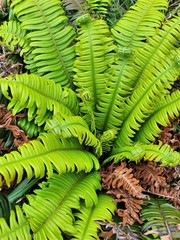 Blechnum durum