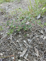 Euphorbia villifera