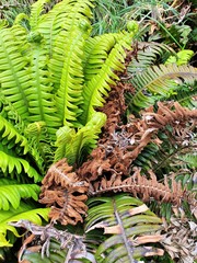 Blechnum durum
