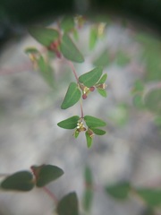 Euphorbia villifera