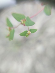 Euphorbia villifera