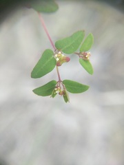 Euphorbia villifera