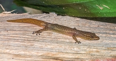 Sphaerodactylus millepunctatus image