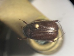 Serica elusa