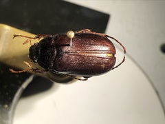 Phyllophaga marginalis