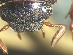 Phyllophaga marginalis