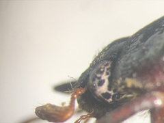 Phyllophaga marginalis